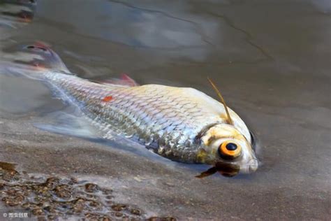 魚死掉要撈起來嗎|魚缸里的魚死了，撈出來後，後面的程序你知道嗎？